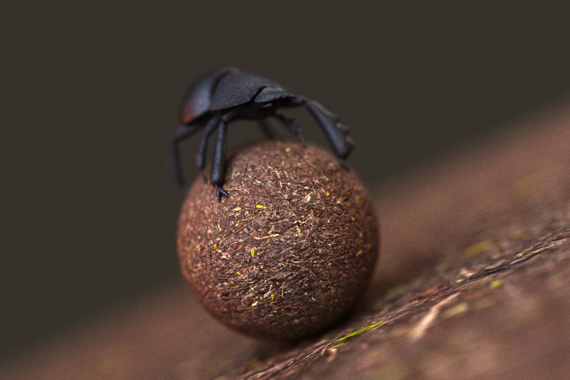 scarabée_angola