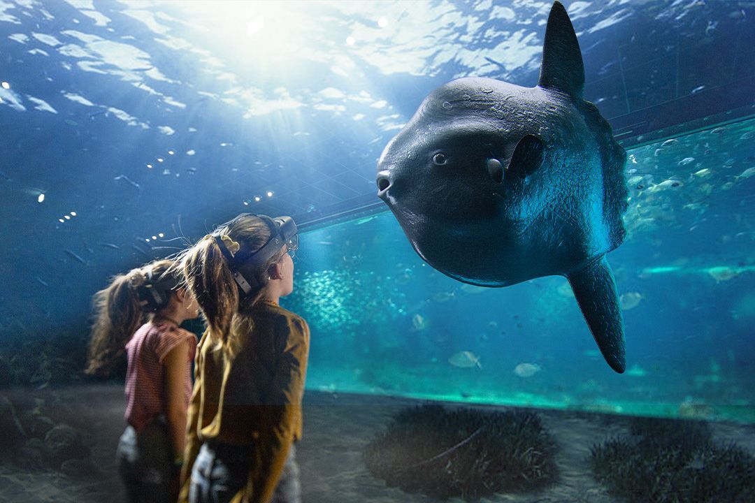 Deux personnes avec des hololens regardent un poisson dans un aquarium.
