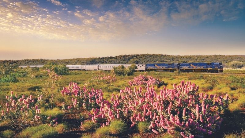 Blue train passing a field of pink wildflowers under a warm sunset sky