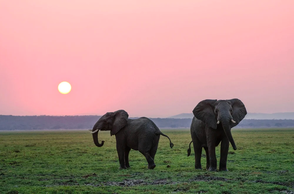 Two elephants in a grassy field at sunset, with a pink sky and the sun visible.