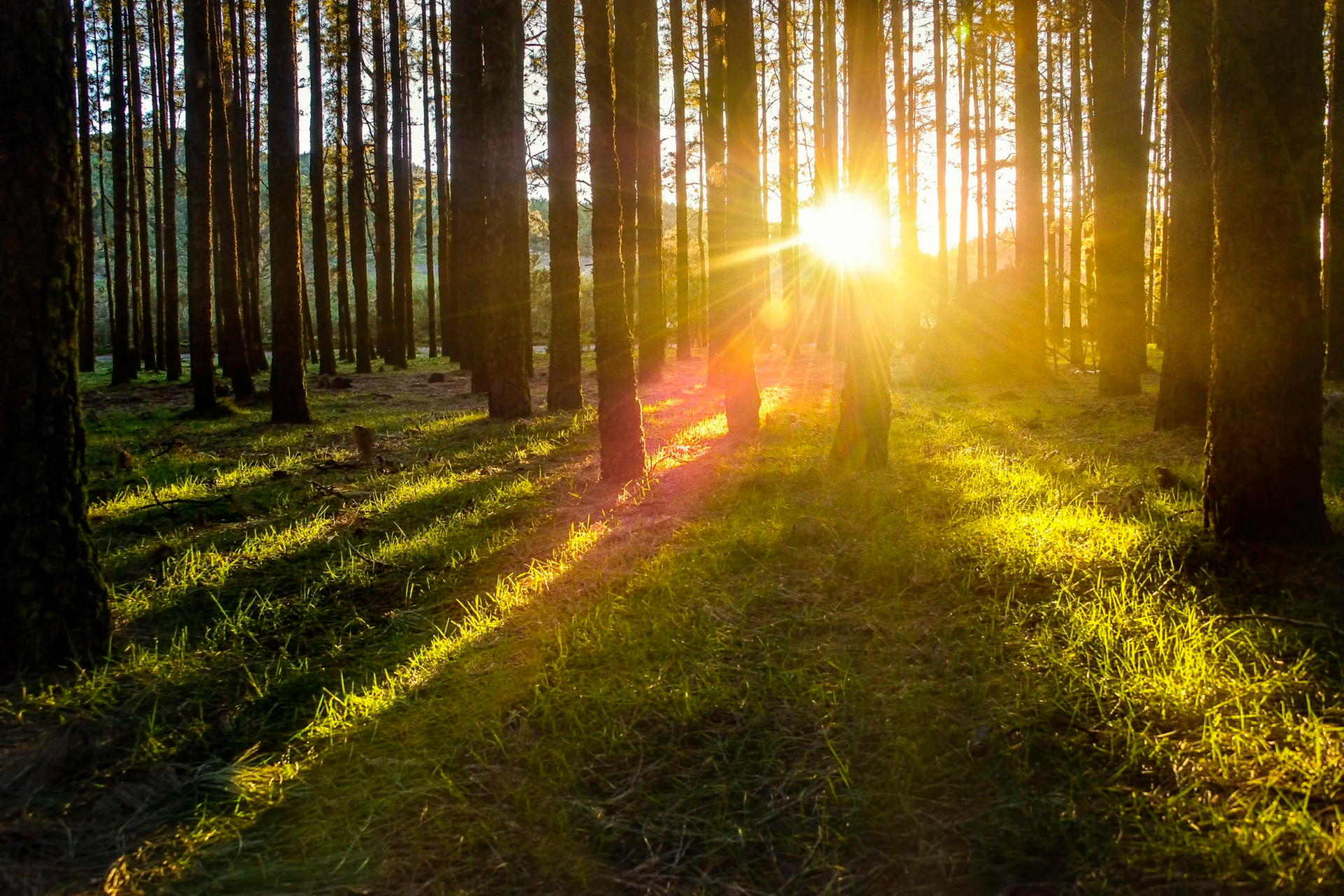 Sunlight streams through trees in a forest, illuminating the green grass below.