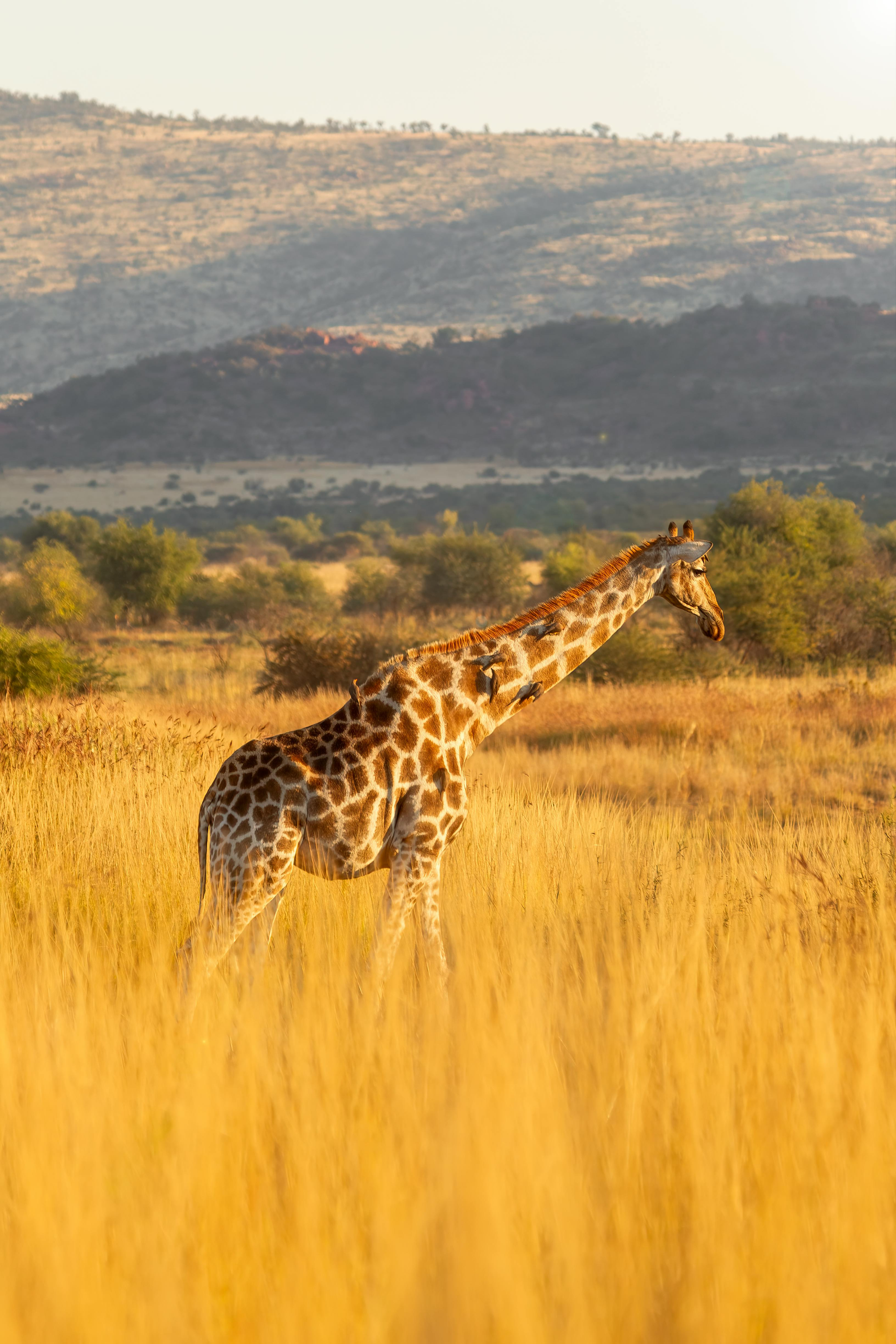 Giraffe walking through tall golden grass in a savanna landscape.