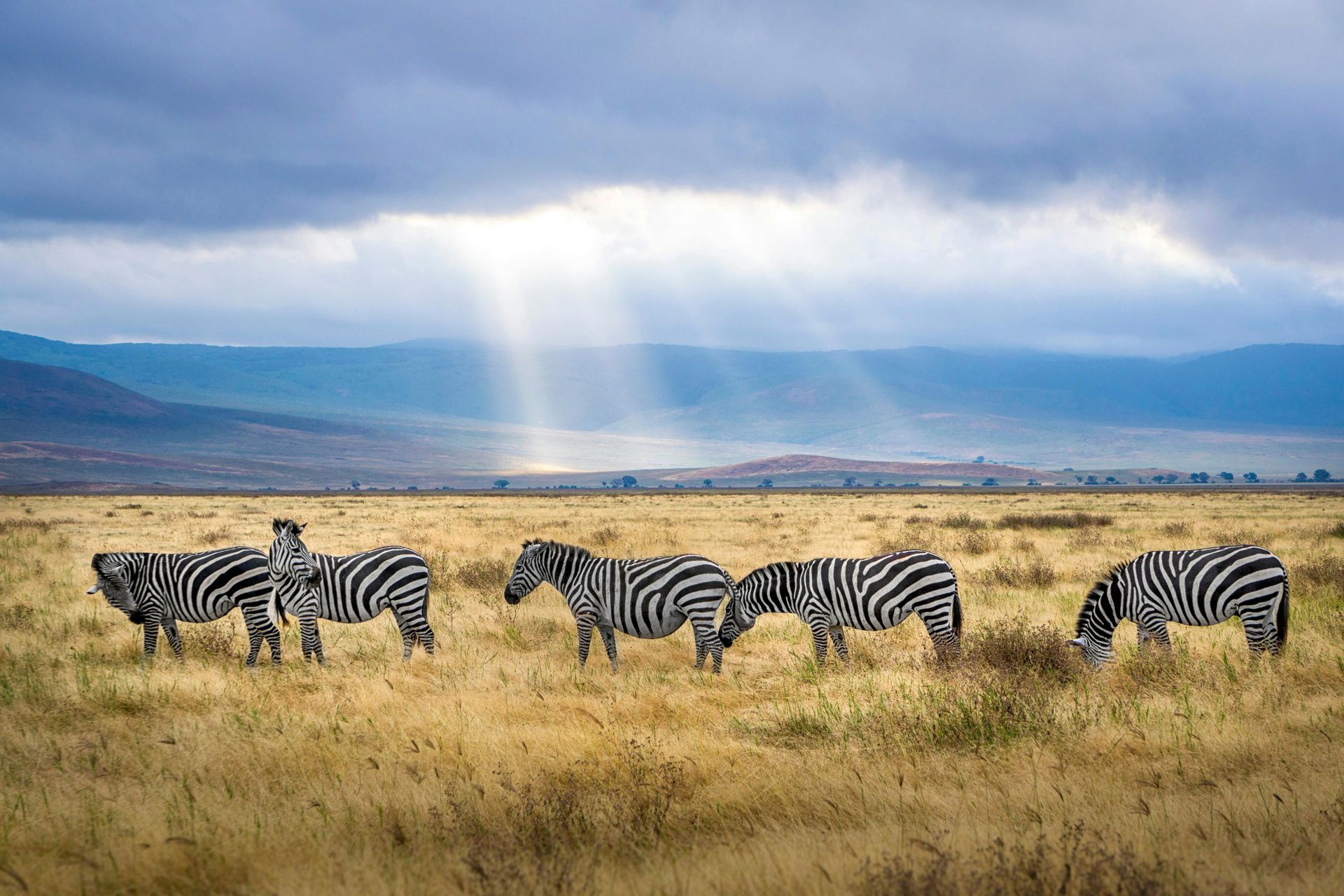 Zebras grazing in a grassy field with mountains in the background under a cloudy sky with sunlight beams.