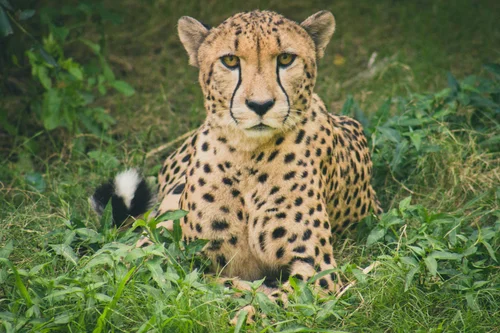 Cheetah resting in green grass, staring forward. Beige fur with black spots, black tear marks.