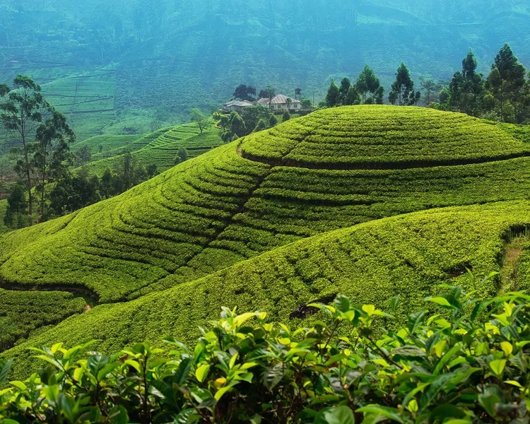 Green tea plantation on a hillside, showing terraced rows of plants, with a blue mountain backdrop.