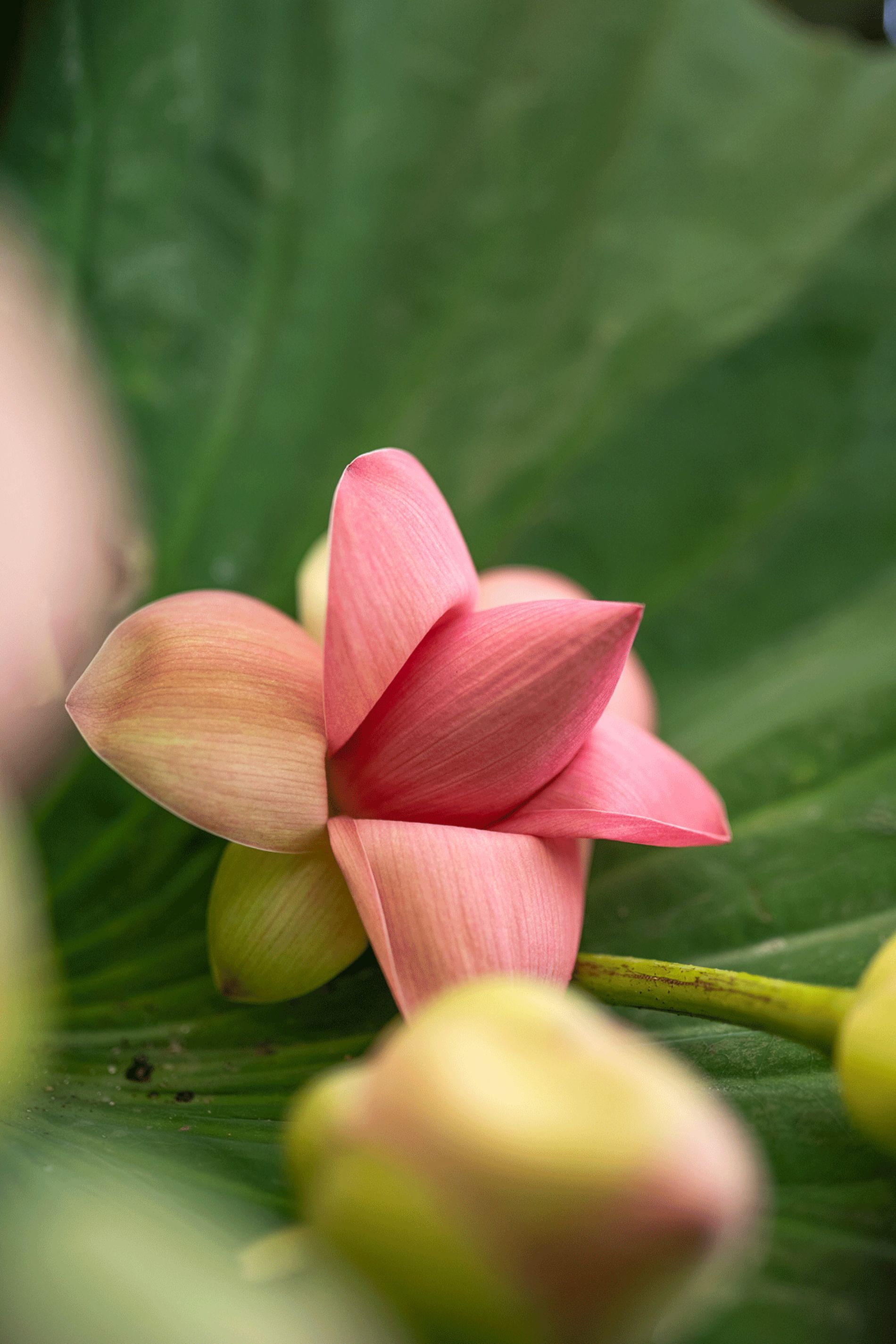 fiore rosa