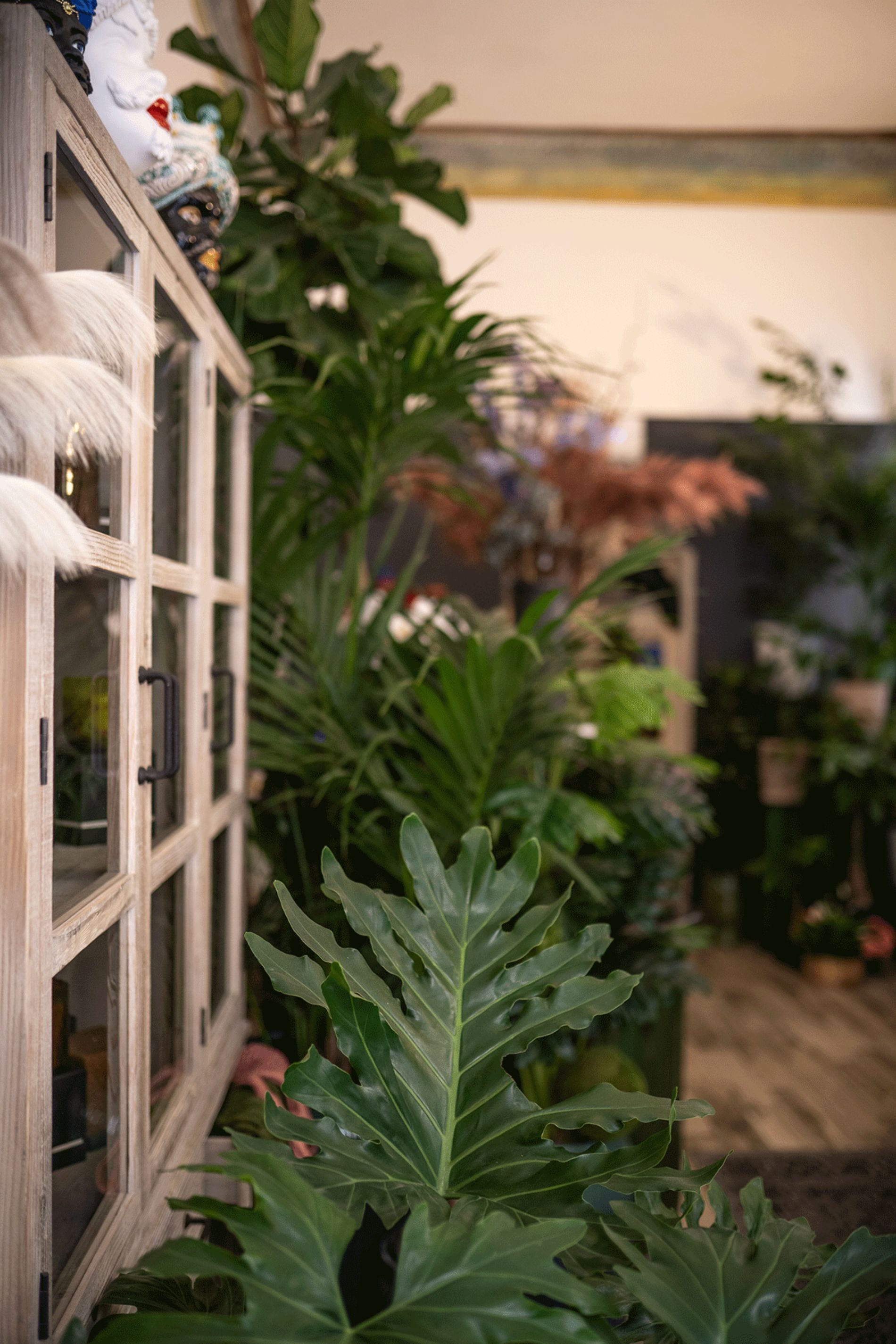 piante ornamentali per arredo interno