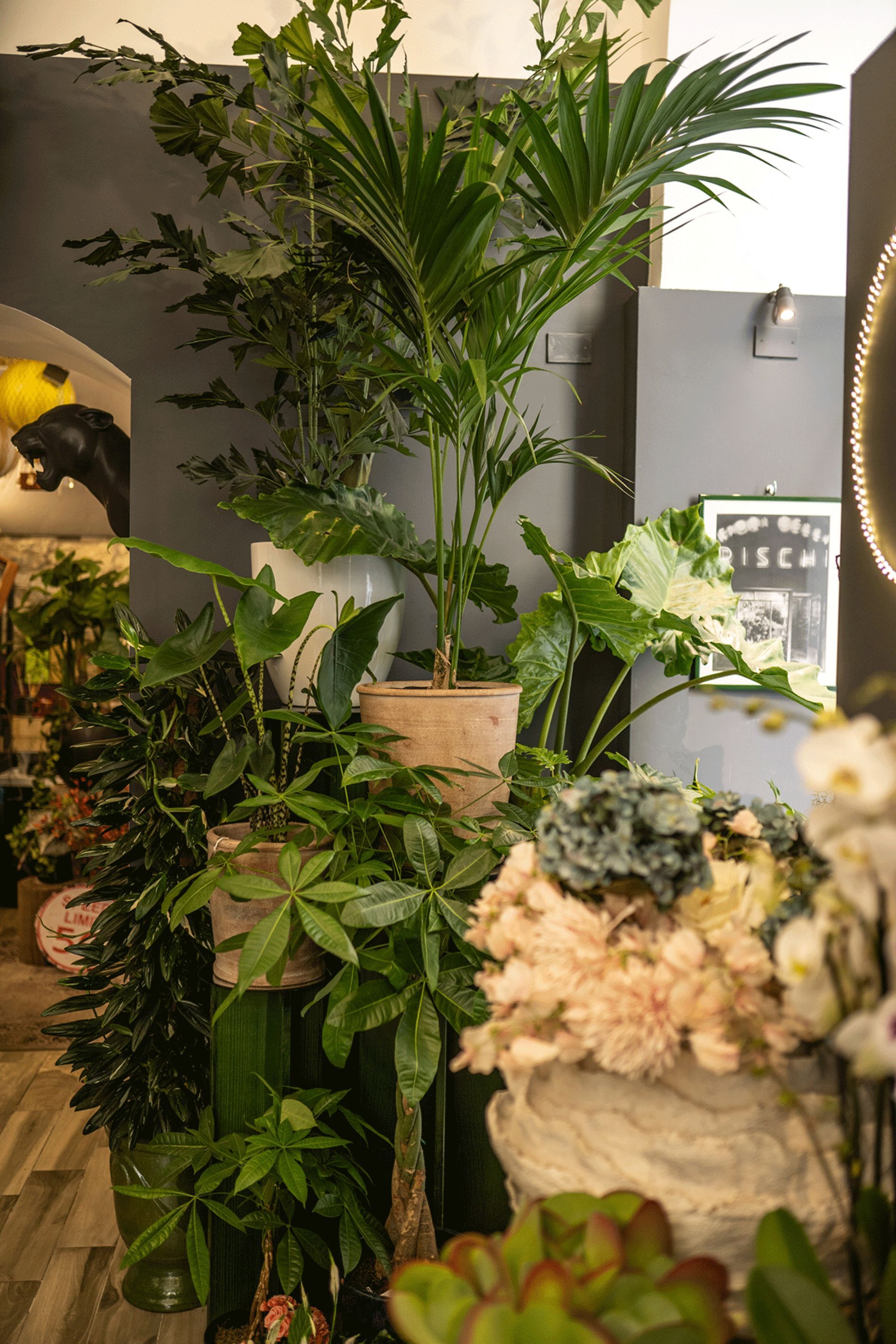 piante ornamentali da interno