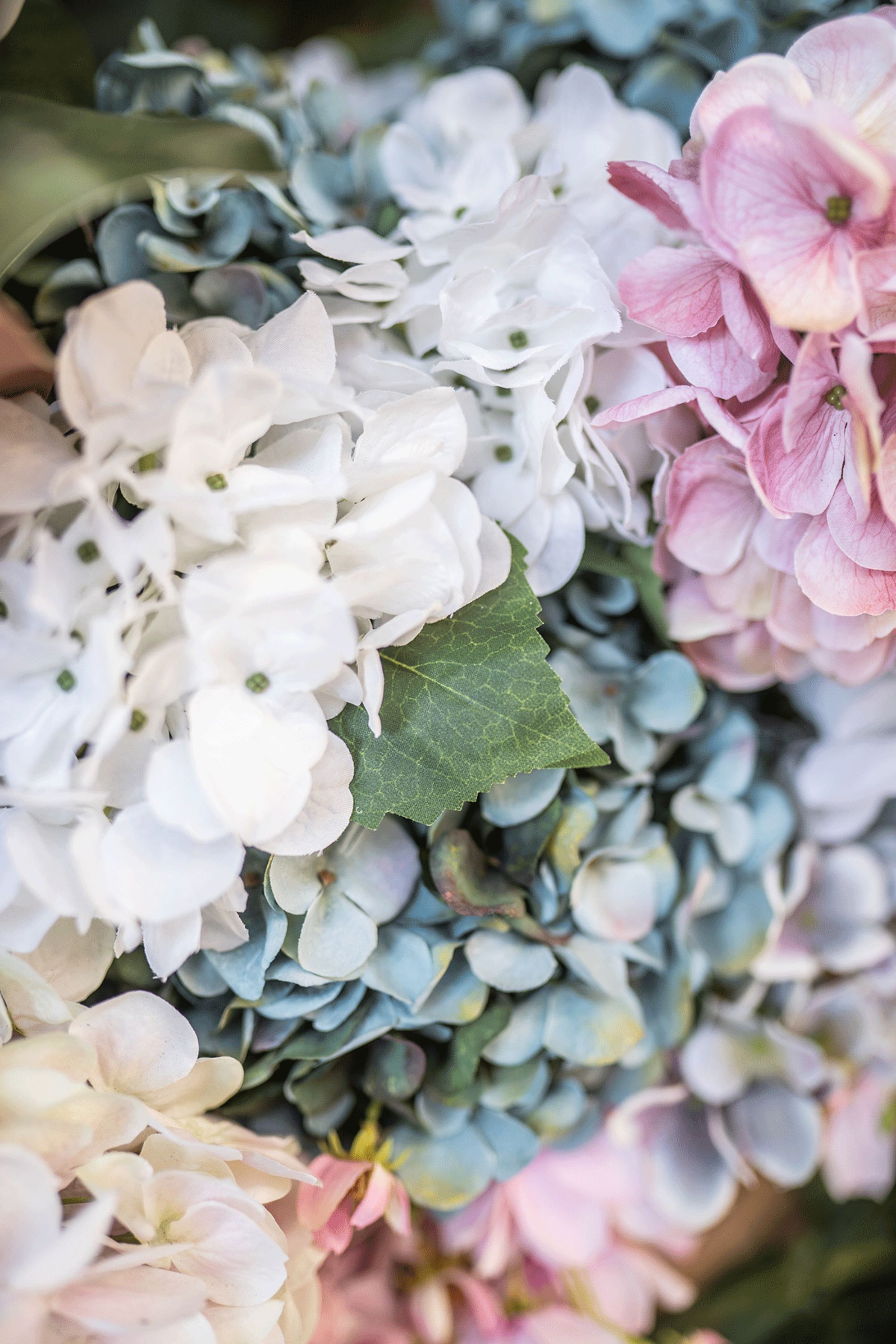 fiori di vari colori