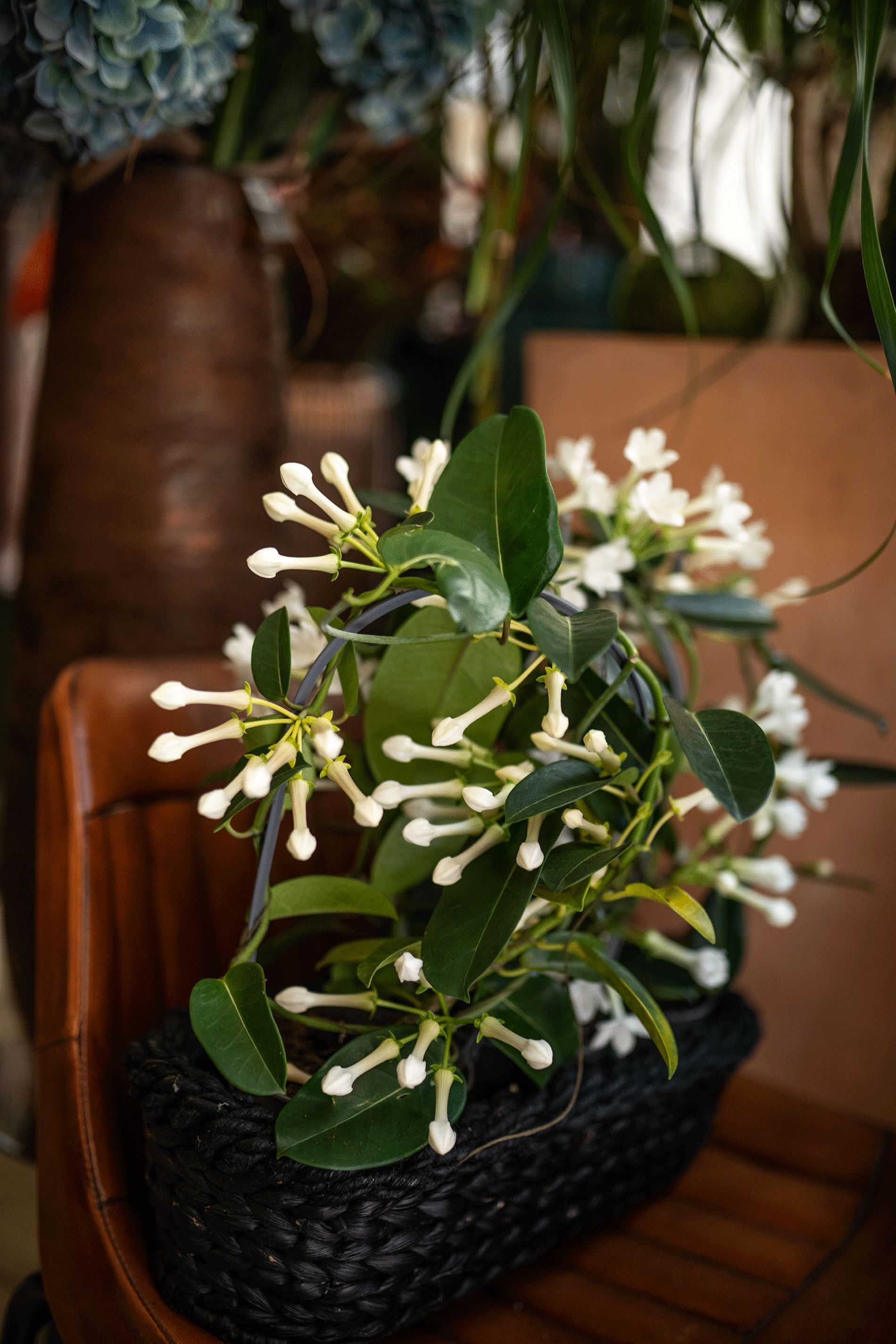 pianta esposta all'interno del negozio