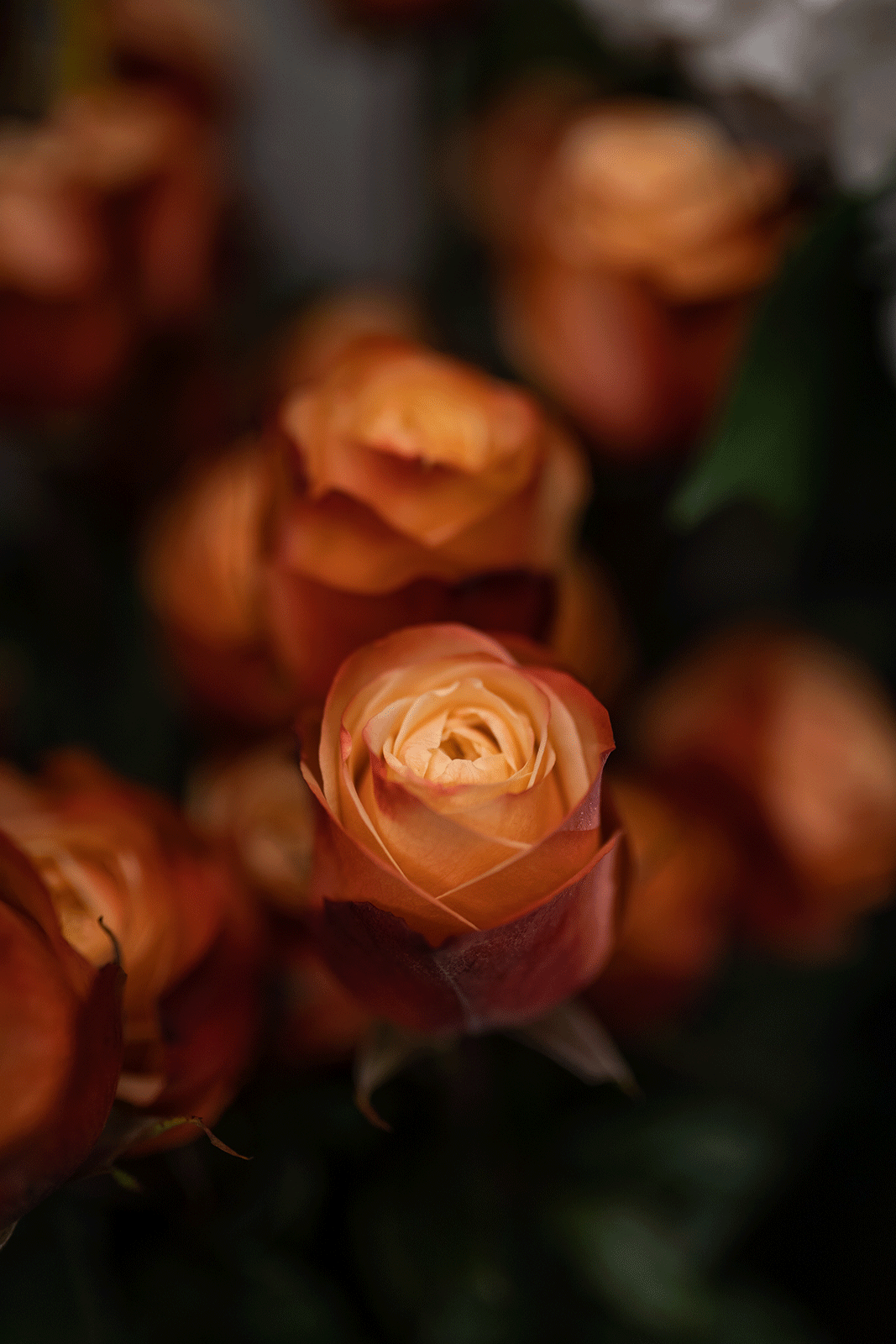 Fiori freschi Rischi consegna LA Spezia