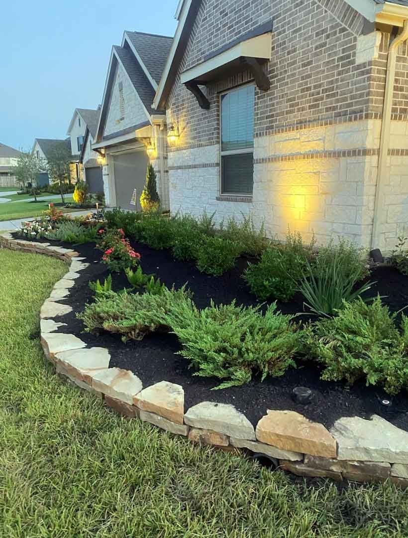 Landscaping black soil with dahoon holly plants