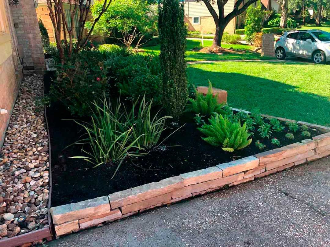 Small landscaping with Cast Iron Plant