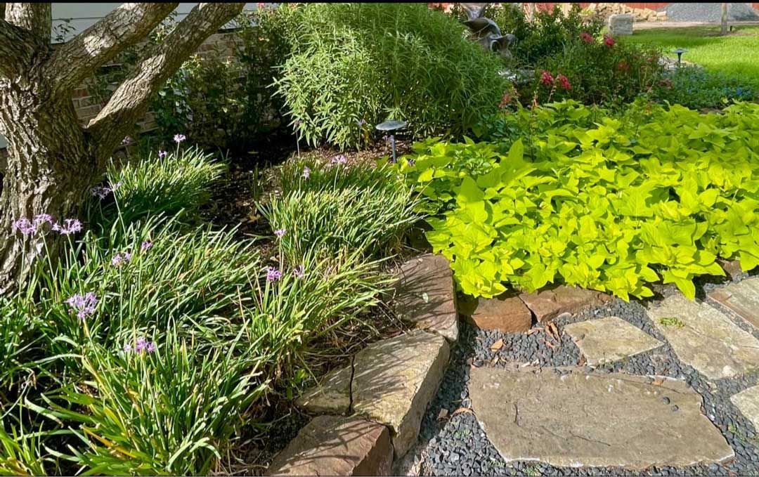 Stoned landscaping with cast iron plants and flowers