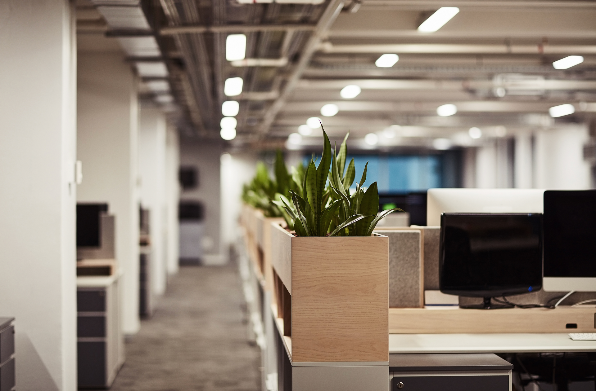Modern office workspace with desks, computers, and a potted plant in a bright open-plan room