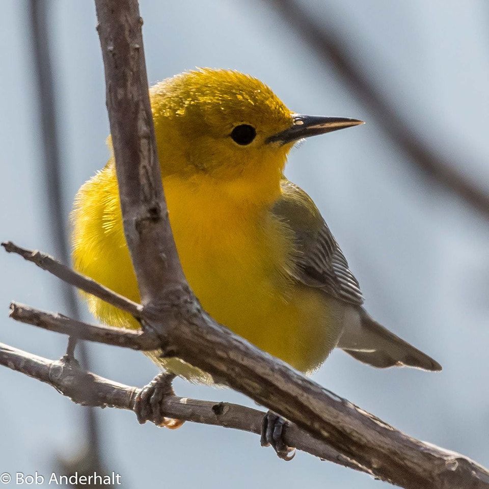 A small yellow bird perched on a tree branch