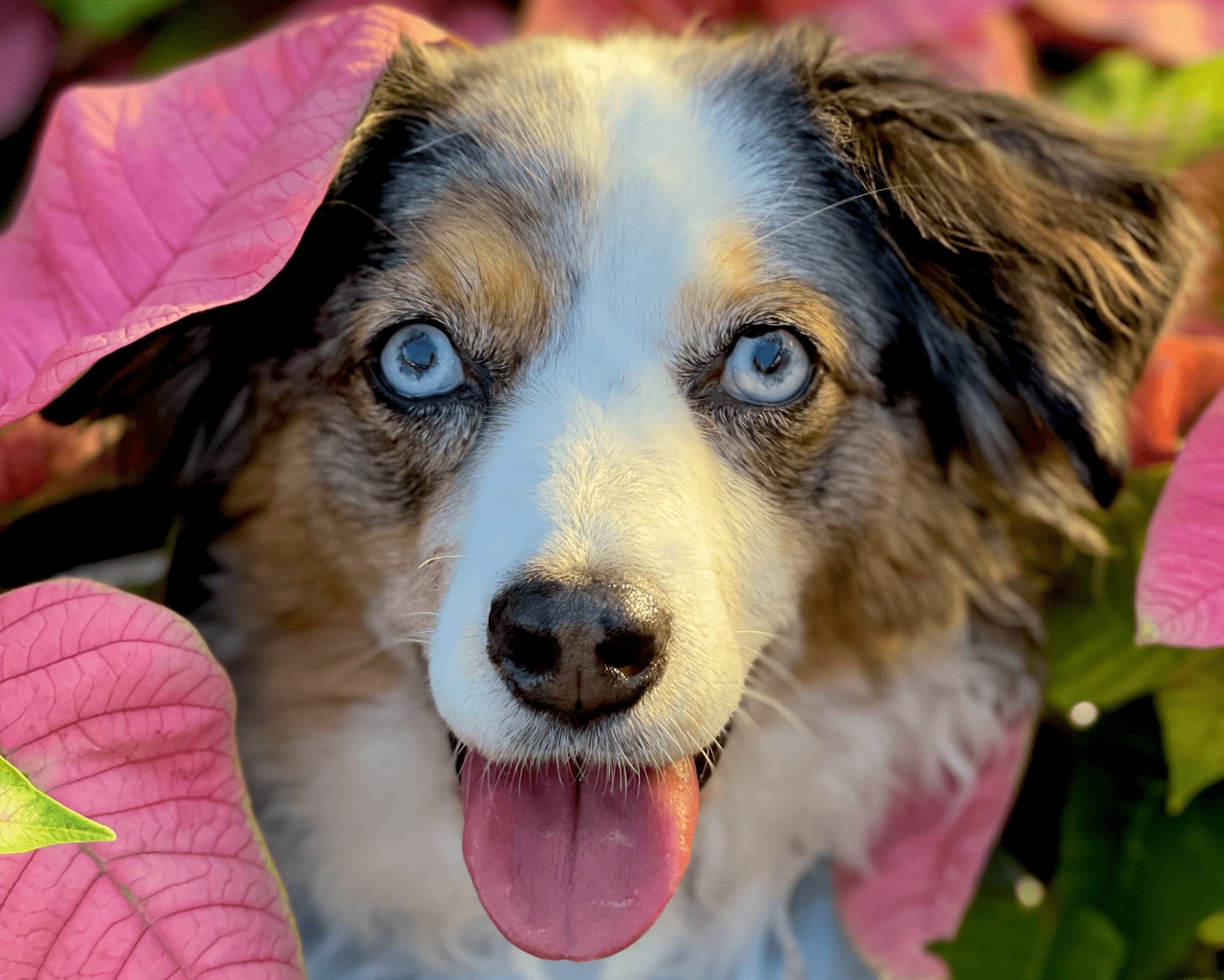 dog in flowers