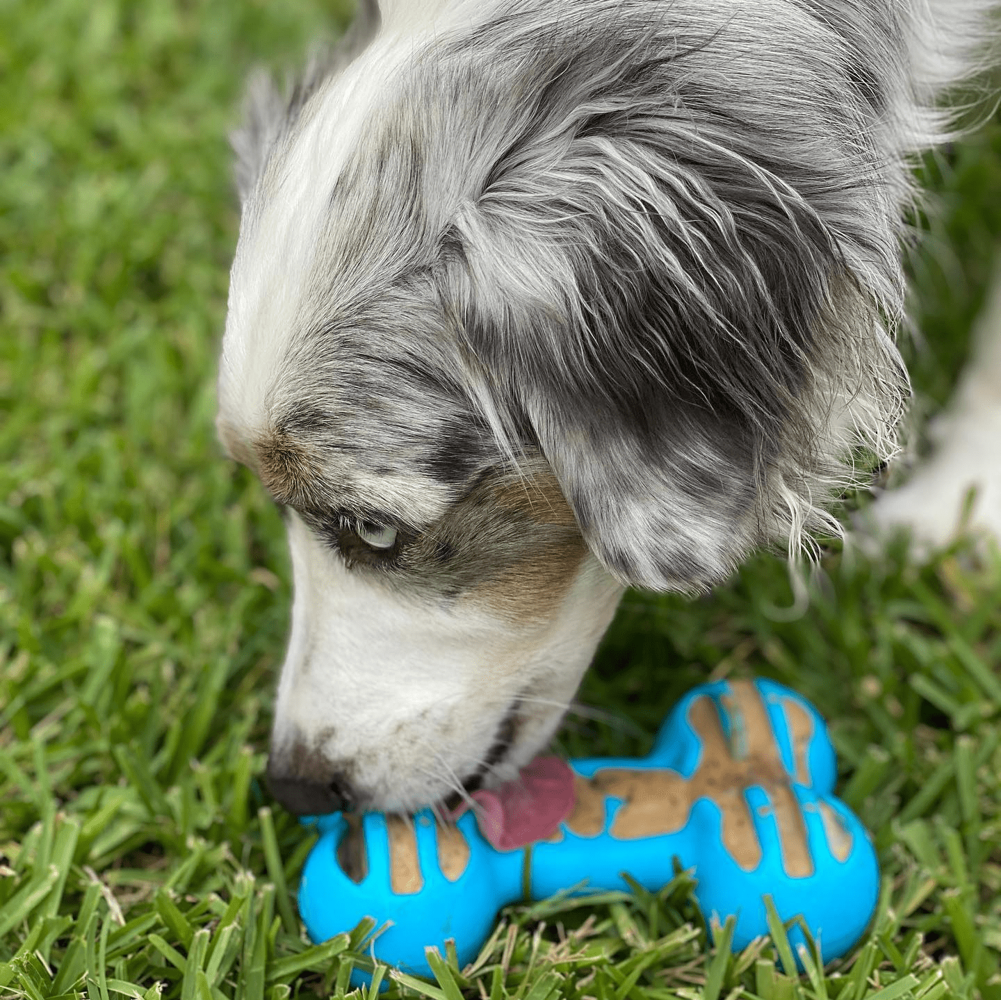 dog with a toy