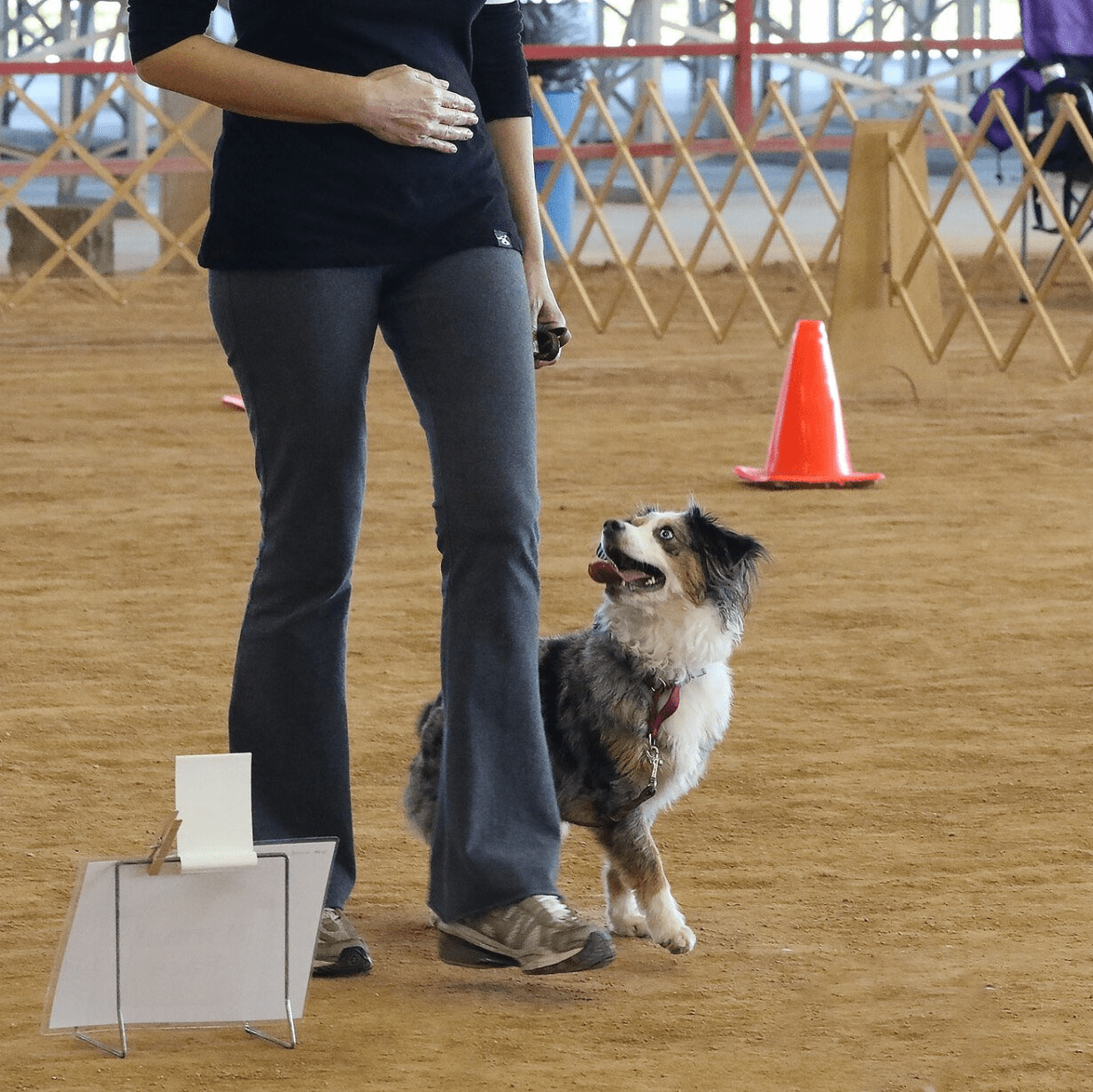 trainer and dog