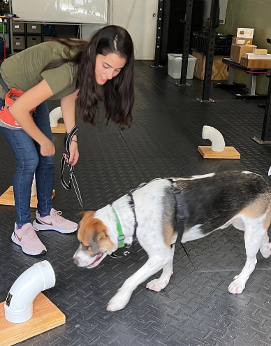 dog being trained