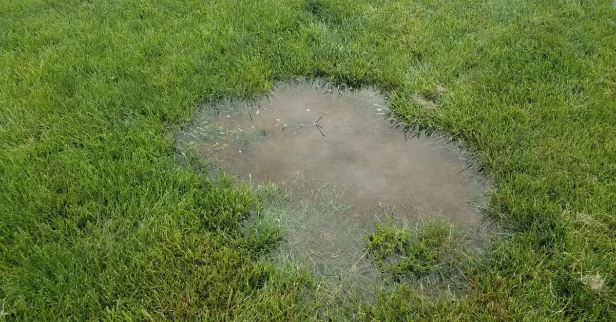 A small, muddy puddle sits in the middle of a patch of green grass after rainfall.