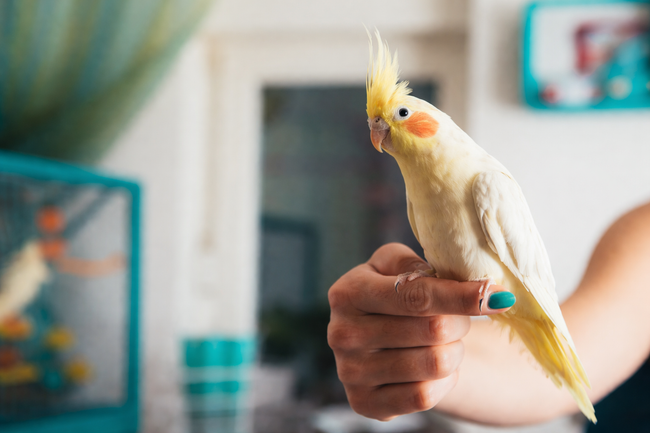 A person holding a pale yellow cockatiel with an orange cheek, indoors.