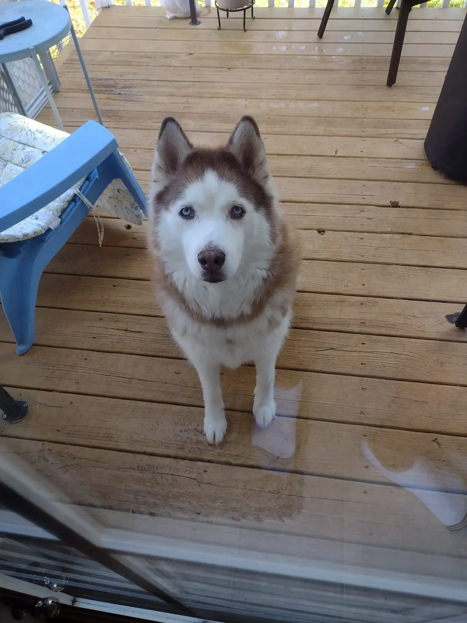 Brown and white husky standing on a wooden deck, looking at the camera