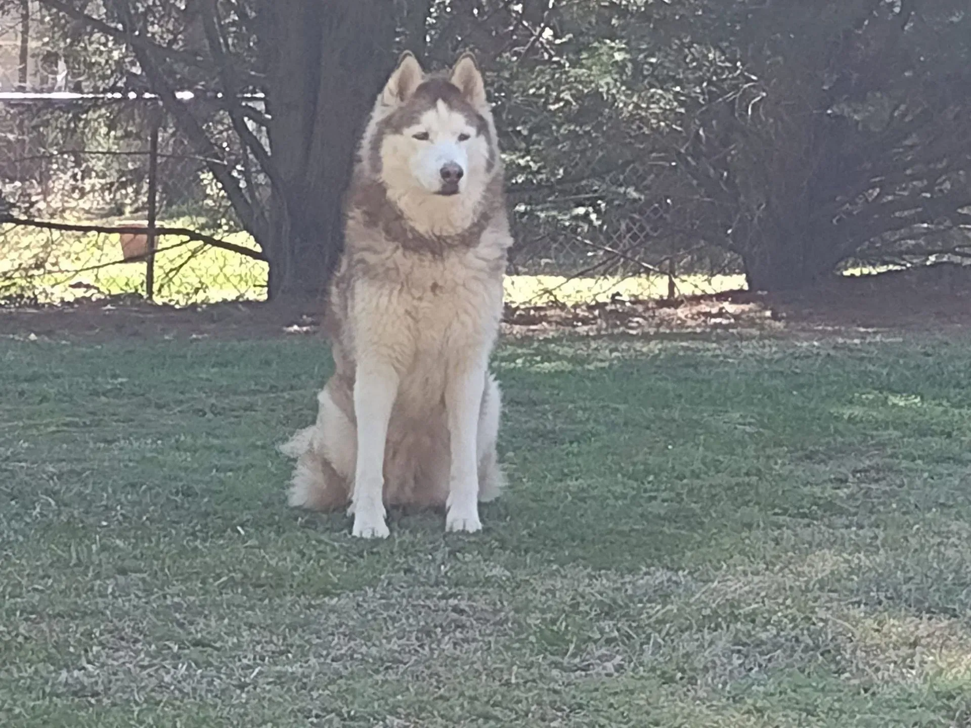 Fluffy husky sitting on grass in a shaded yard, facing the camera.