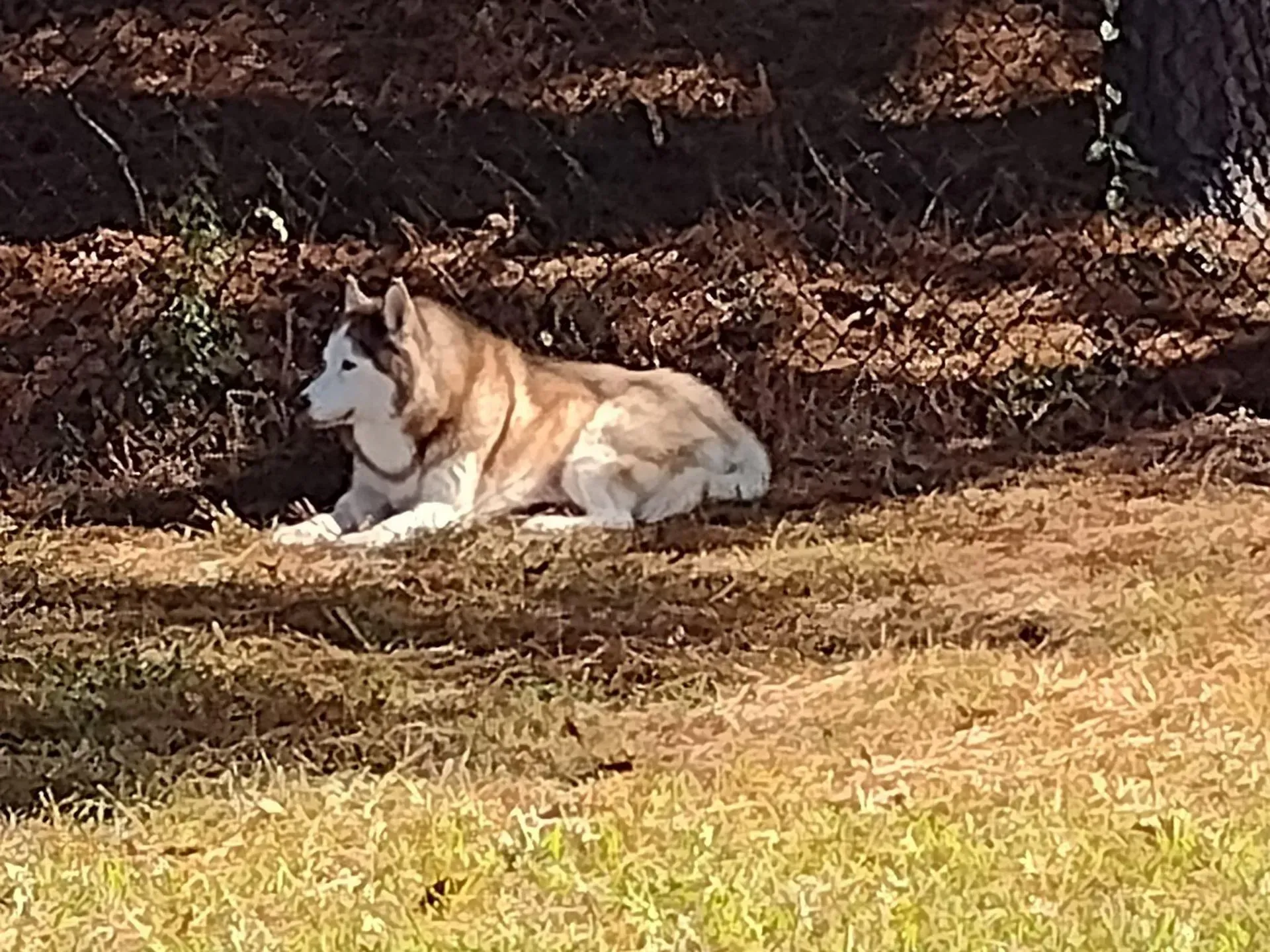 Brown and white husky lying on sunlit grass near a wooded area