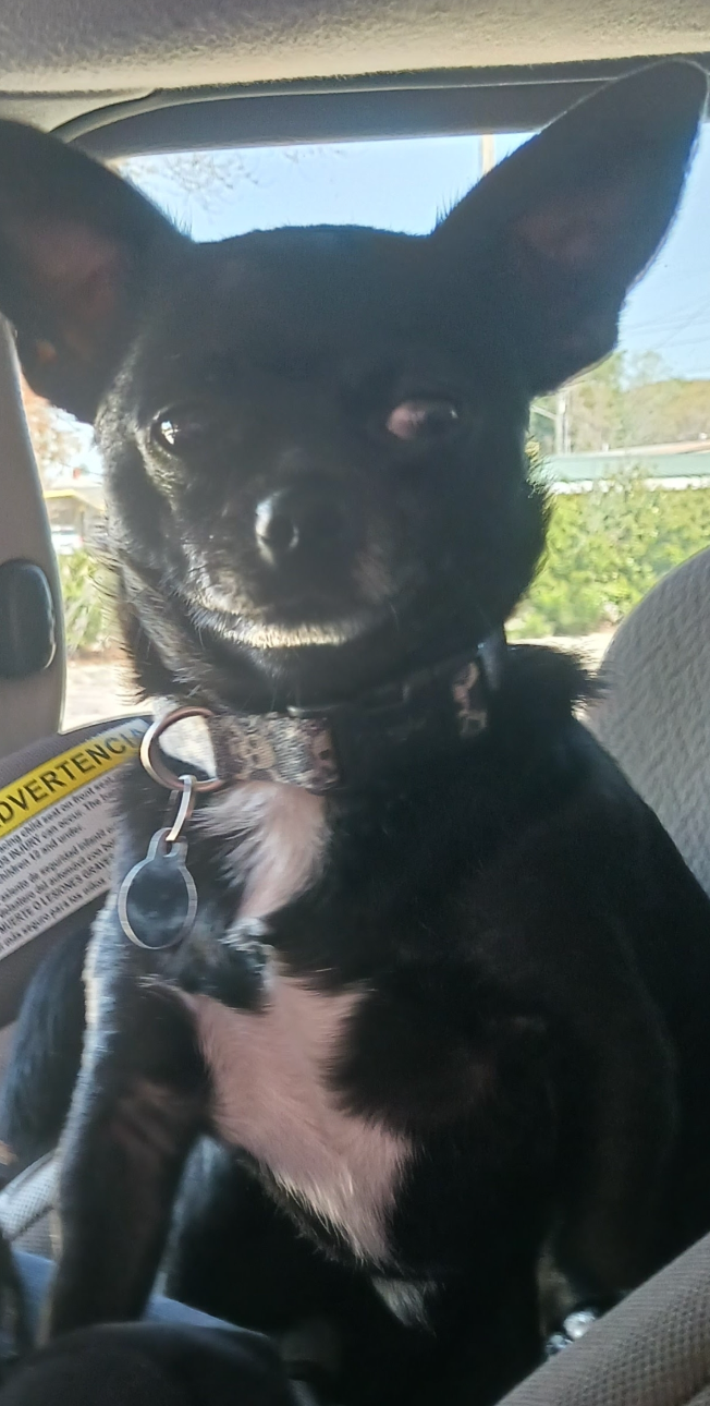 Black Chihuahua sitting in a car seat, wearing a collar with a tag and looking at the camera.