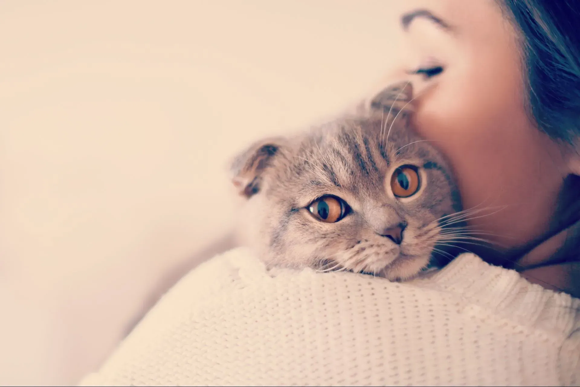 Woman cuddling a wide-eyed gray cat against her cheek on a soft sweater