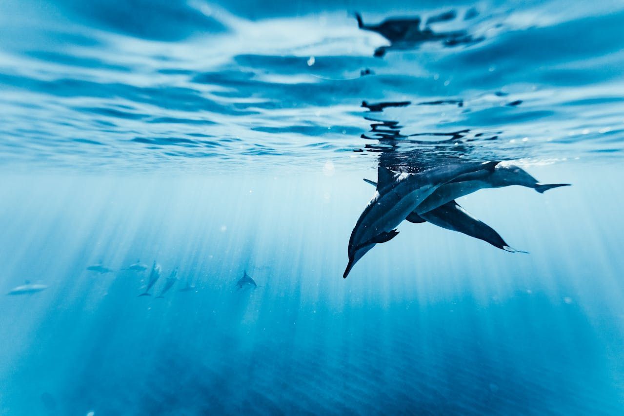 A group of dolphins are swimming in the ocean.