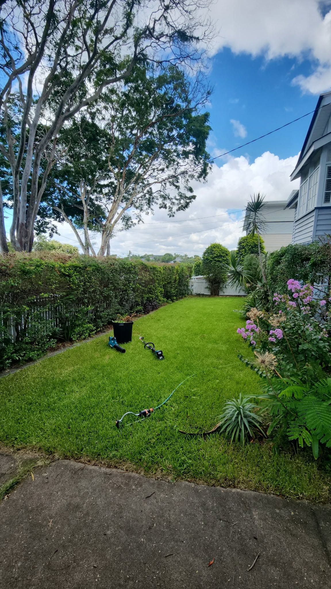 Black cat on a green lawn beside a hedge, with pink flowers, trees, and a house under a blue sky