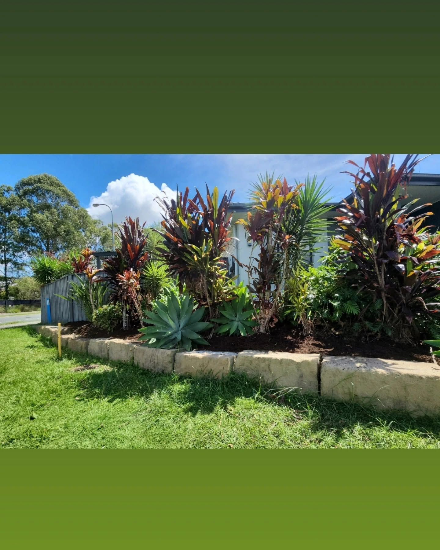 Tropical garden bed with colorful croton plants and green grass under a bright blue sky.