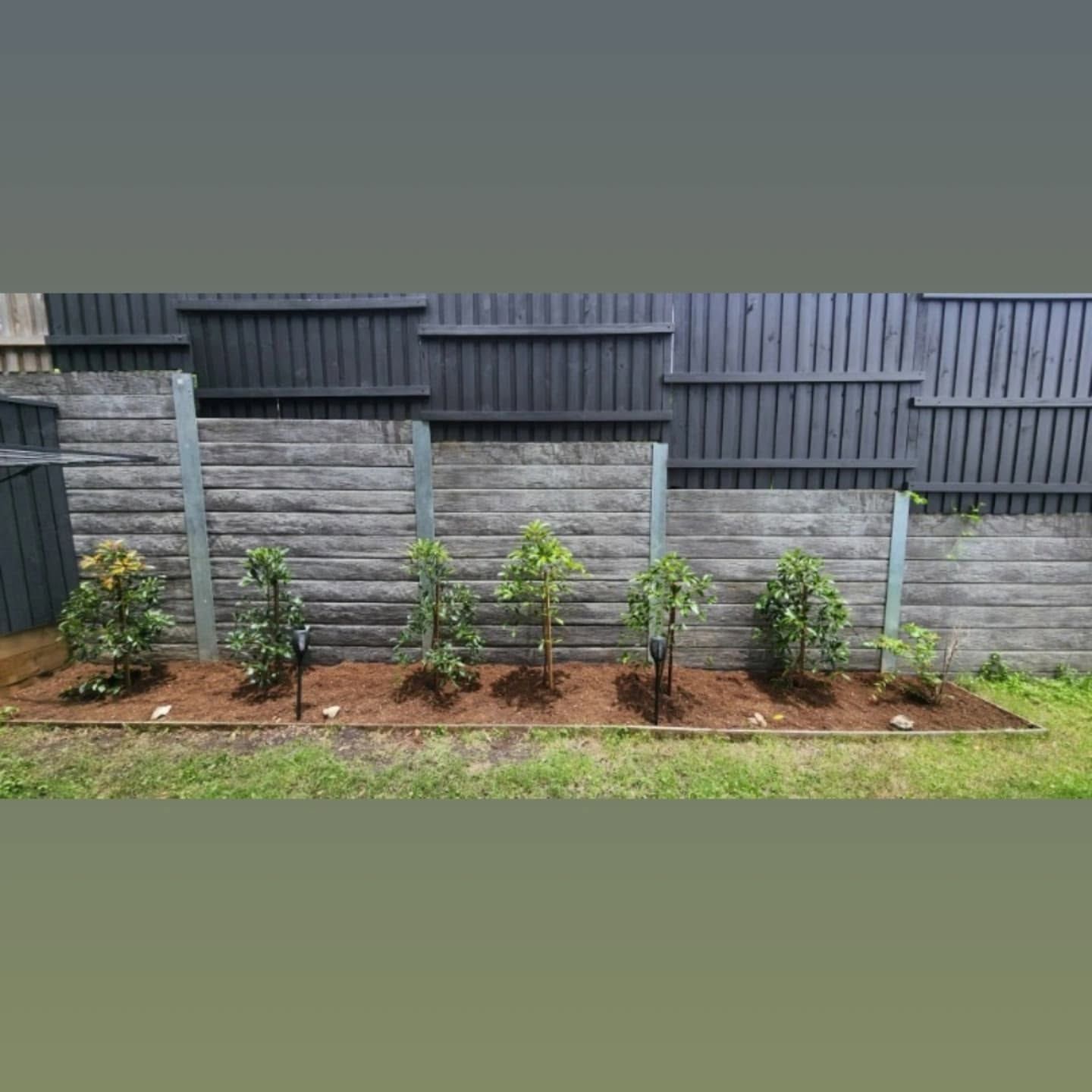 Young shrubs planted in a narrow garden bed against a gray stone and dark fence backdrop.