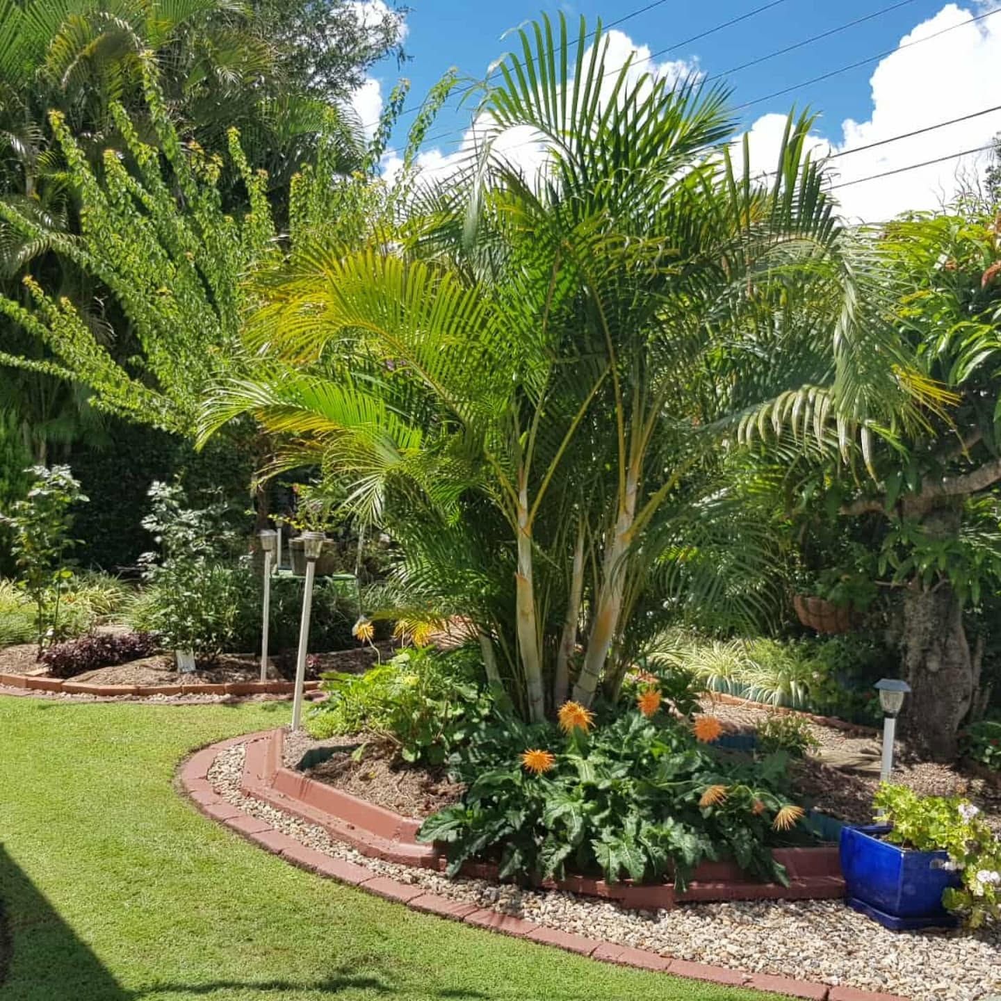 Lush tropical garden with palm trees, curved brick edging, and colorful flowers in bright sunlight