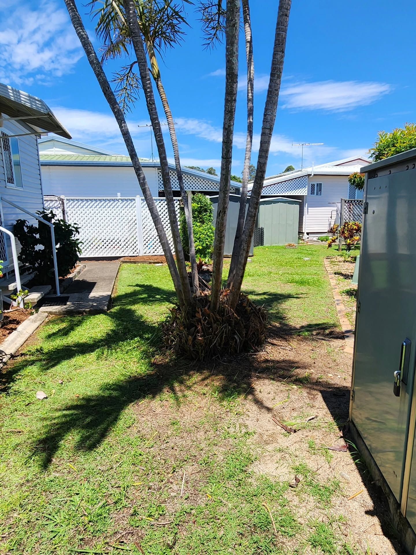 Small backyard with a palm tree, grass, and a sunny blue sky between two buildings.