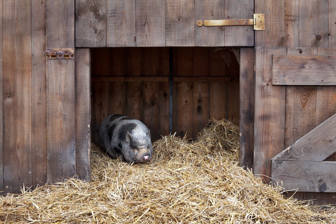schwein im Stall, Gnadenhof, Heu