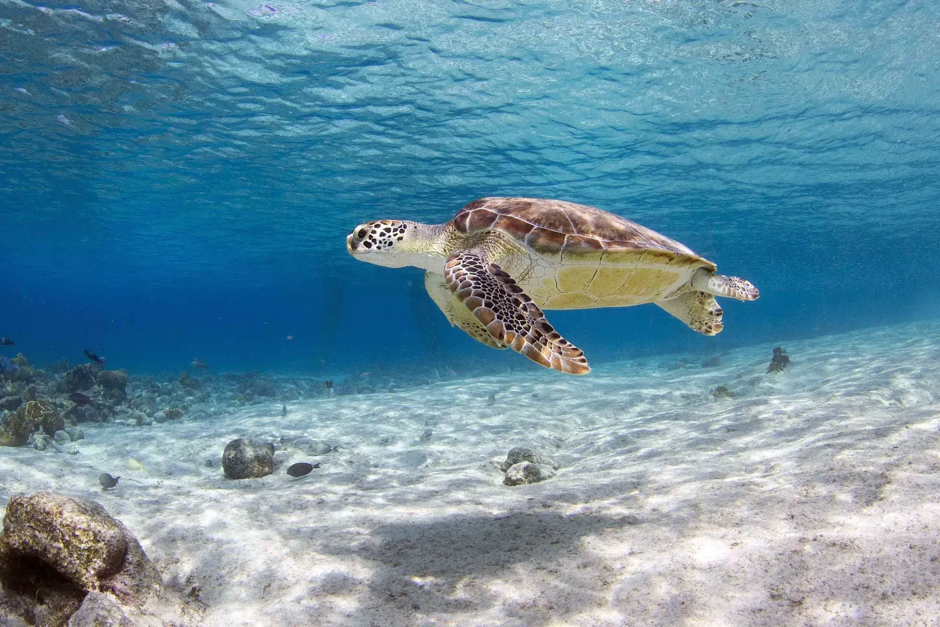 Een zeeschildpad zwemt in de oceaan.