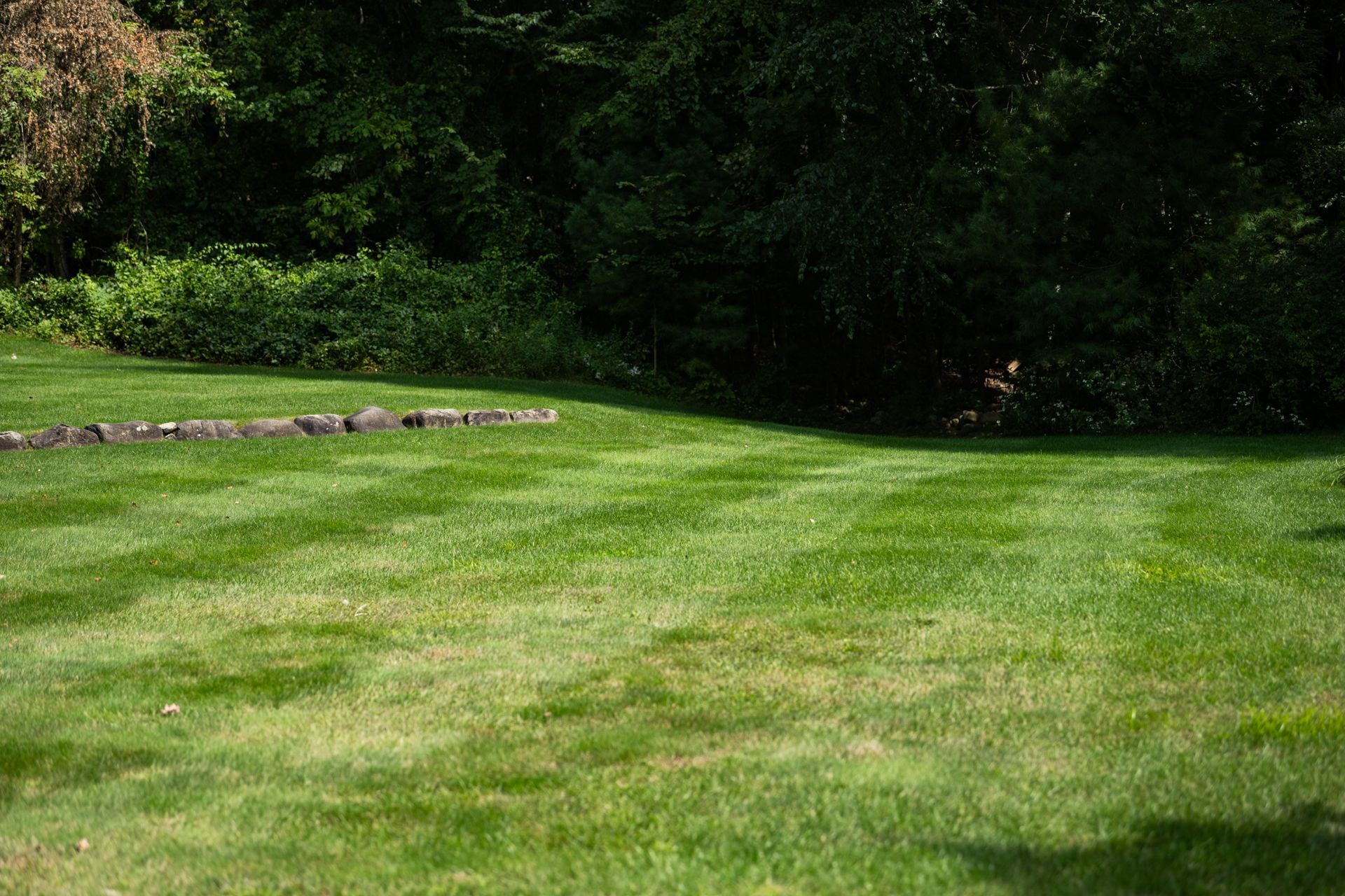 A lush green lawn with trees in the background.