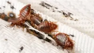 Three brown bed bugs crawling on white fabric