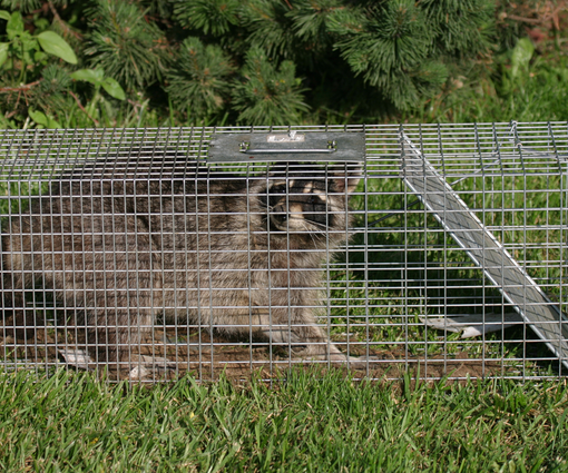 Raccoon inside a wire live trap in grass, with evergreen bushes behind it.