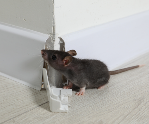 Small gray mouse beside a bent metal corner guard on a carpeted floor