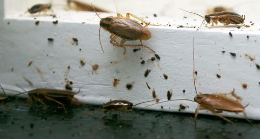 Several cockroaches crawling on a white ledge, with one orange-brown roach in the foreground