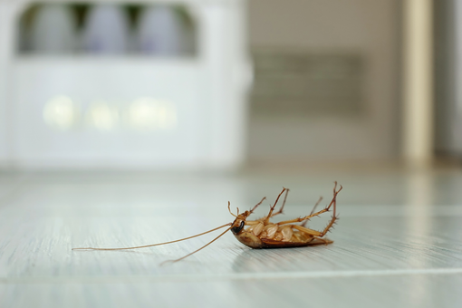 Dead mosquito on a white floor with a blurred room in the background