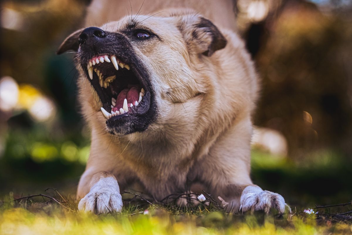 Why Charlotte County Pet Owners Should Consider Animal Liability Coverage