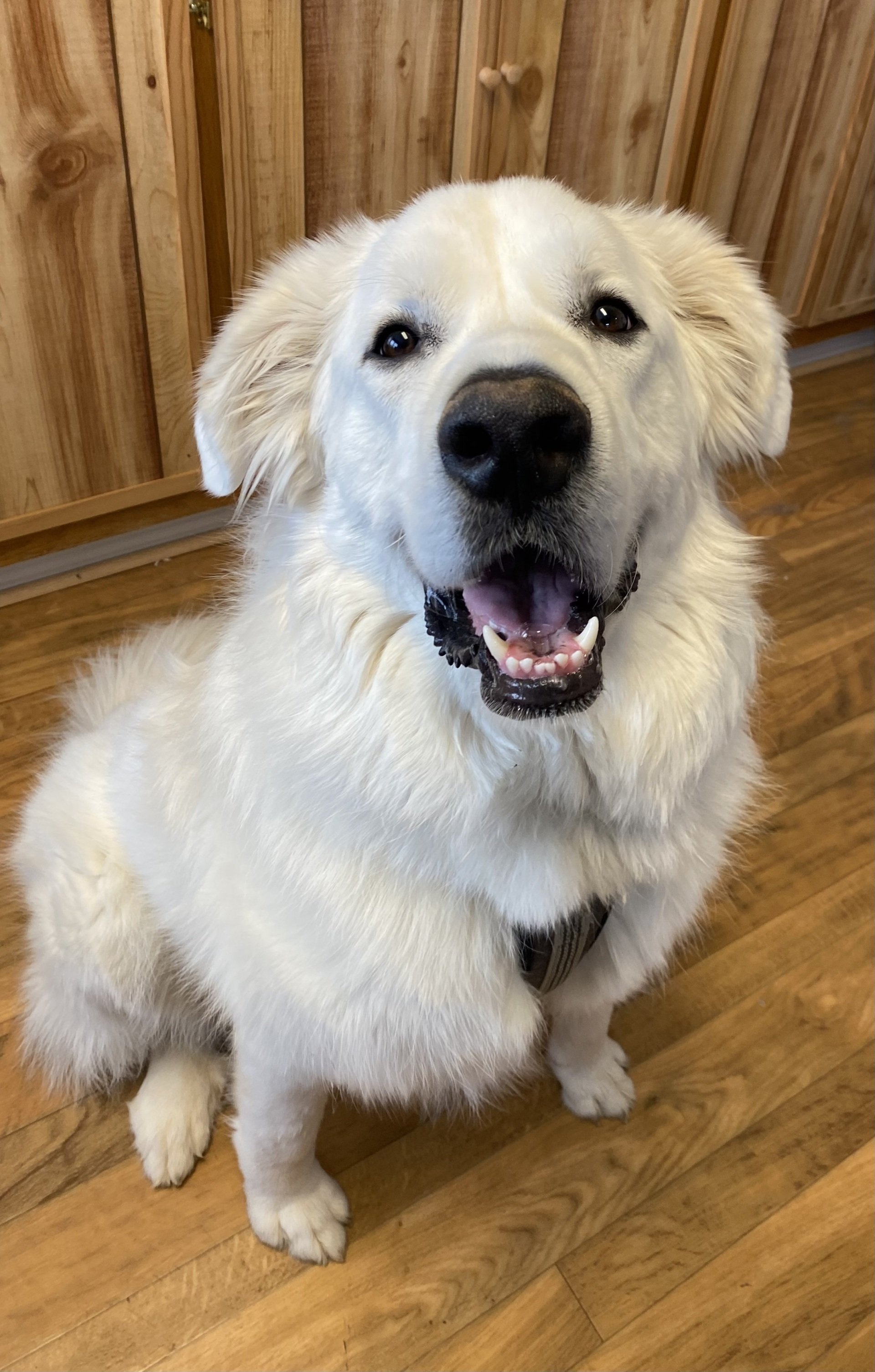 Veterinarian Lexington, KY North Lexington Veterinary