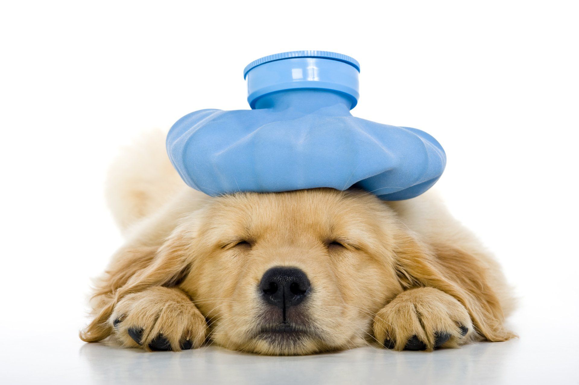 Emergency Care - Lexington, KY - North Lexington Veterinary