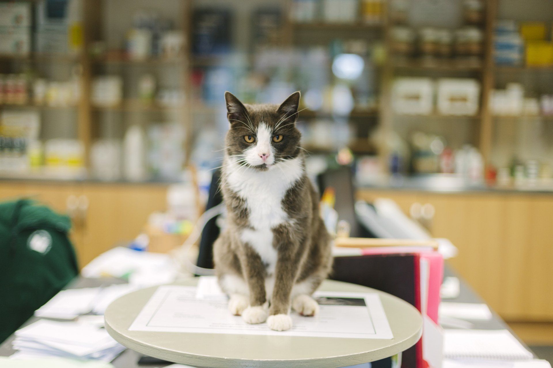 In House Laboratory - Lexington, KY - North Lexington Veterinary