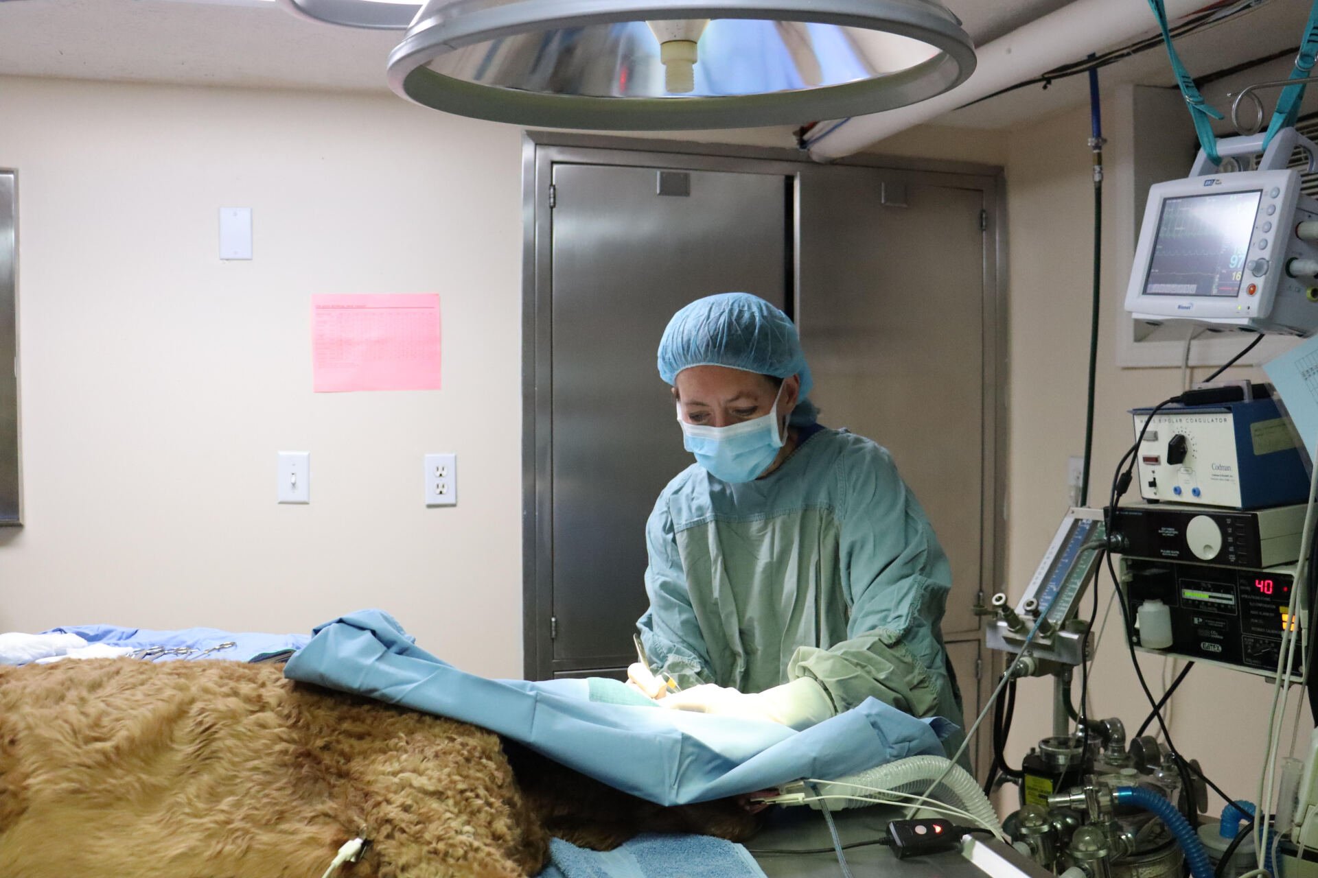 Veterinarian Lexington, KY North Lexington Veterinary